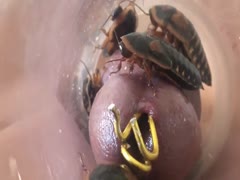 Cockroaches and insects pleasuring a man's cock